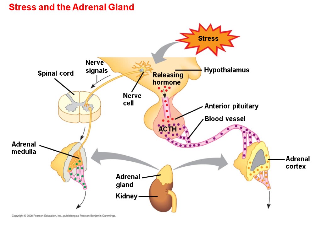 Stress and the Adrenal Gland Stress Adrenal gland Nerve cell Nerve signals Releasing hormone